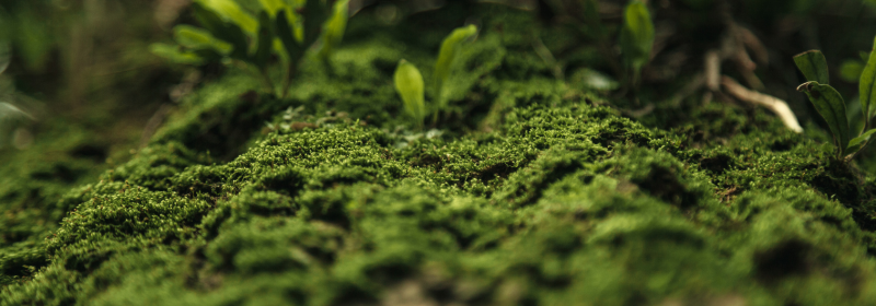 What is ISO 14001 Certification? A Complete guide to EMS Standard